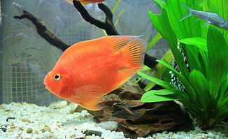 红鹦鹉鱼好养吗