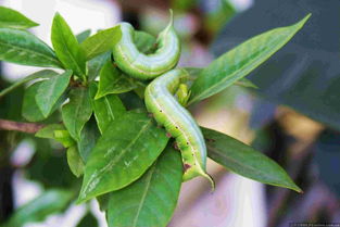 猪儿虫是什么意思