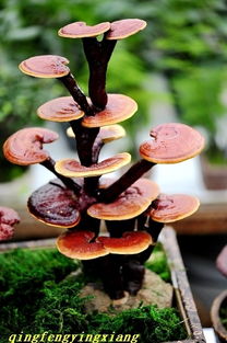 灵芝草被称为救命草,为什么会这么说?