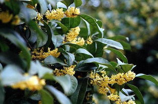 桂花树可以放在室内养吗?