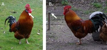 鸡总是打鸣是为什么?