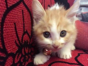 怎么把猫从外地运回家