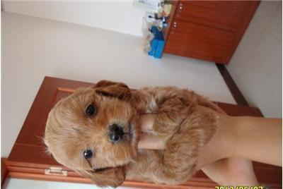 为什么建国之后动物不能成精