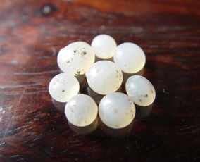 舍利子到底是什么东西?