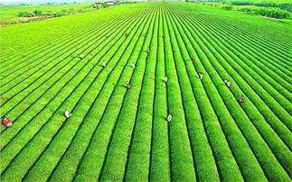 DC农业百科介绍准确吗?