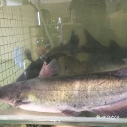 炖清江鱼怎么做好吃又简单