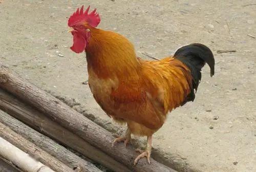 鸡打鸣的声音是什么?