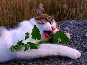 猫薄荷是什么，猫薄荷是什么东西