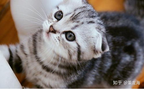 猫咪泪痕该怎么去除