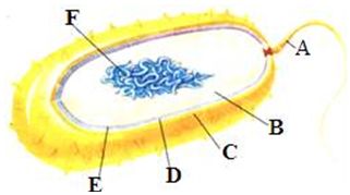 真菌与细菌的主要区别是