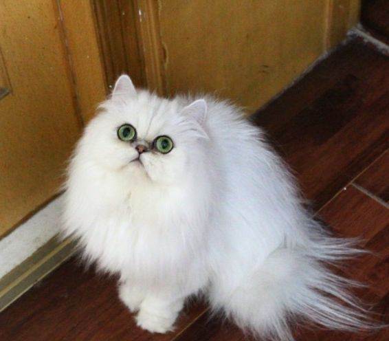 猫咪有泪痕怎么去除