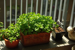 适合室内养的植物花卉有哪些