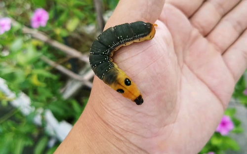 猪儿虫是什么意思?(四川话)