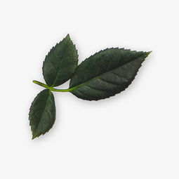 玫瑰花的叶子像什么?
