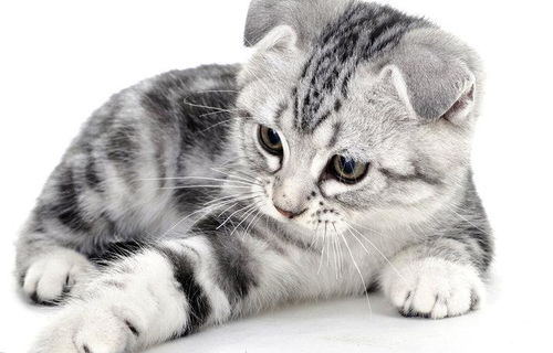 怎么跨省把猫咪带回家