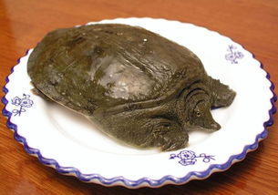 鳖怎么煮好吃?