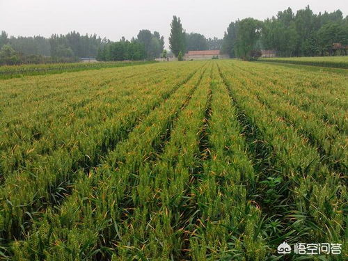 一亩地是多少米，一亩地是多少米长多少米宽