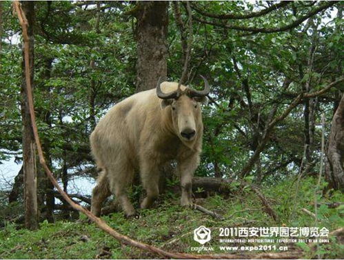 秦岭四宝是指什么