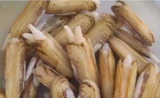 蛏子的清洗方法