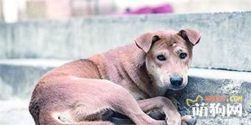 狗能活多少年