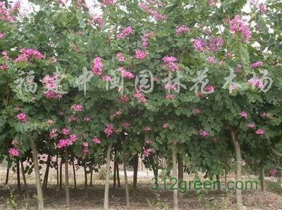 紫荆长什么样?