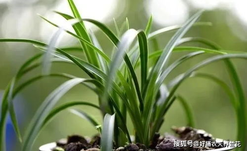 兰花种植，兰花种植方法与技巧