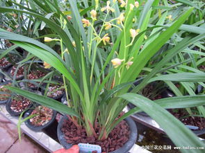 兰花的种植方法以及注意事项