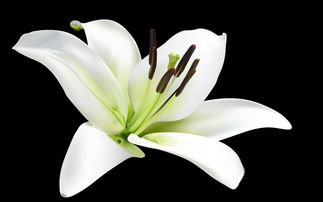 百合花象征着什么
