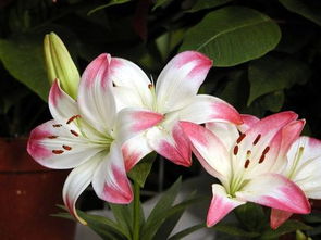 百合花的象征着什么