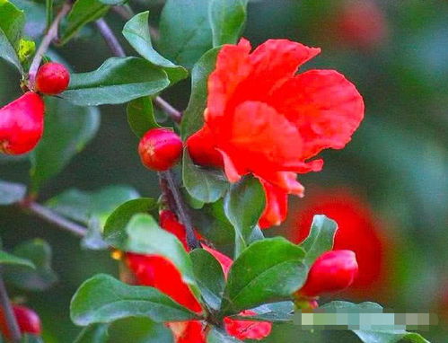 石榴花的寓意