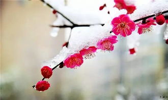 关于梅花的诗句(十首)