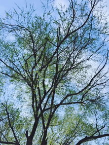 庭中有奇树原文及翻译