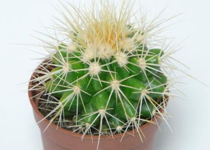 仙人球会开花吗