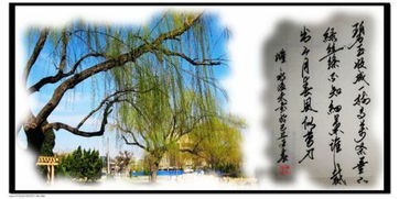 描写“春风”的比喻句有哪些?