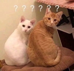 爱情里的弃猫效应是什么意思