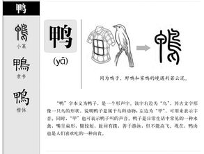 鸭子的拼音怎么写