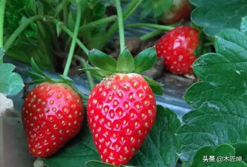 strawberry复数形式怎么写