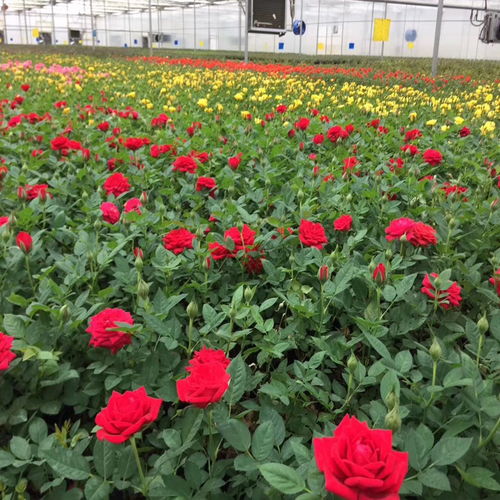 花鸟市场批发花哪里最齐全和实惠
