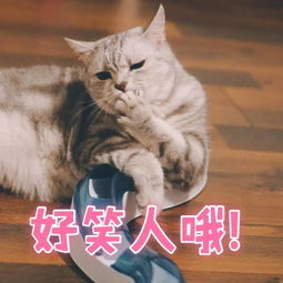 鄙夷 什么意思