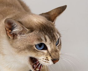 小猫的外形特点和生活特征