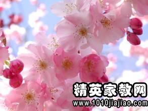 一句简短的写花的优美句子