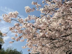 关于樱花的诗句古诗