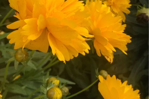 描写菊花的优美四字词语