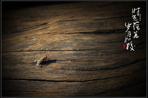 光阴荏苒的意思是什么