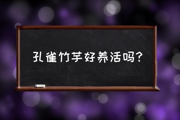 竹芋为什么不能长期养 孔雀竹芋好养活吗? 竹芋为什么不能长期养 孔雀竹芋好养活吗?