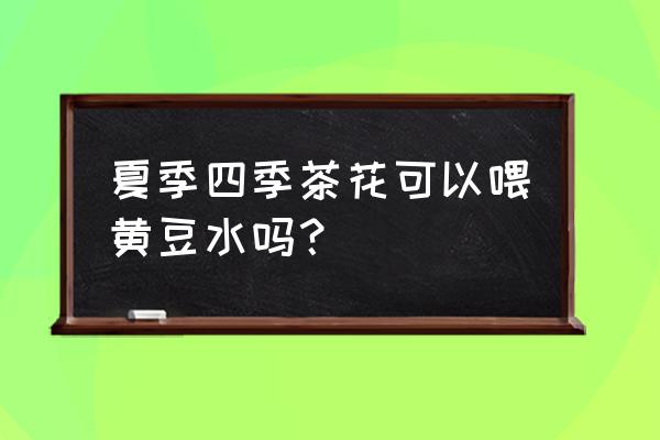 怎样让茶花的叶子变得油亮 夏季四季茶花可以喂黄豆水吗? 怎样让茶花的叶子变得油亮 夏季四季茶花可以喂黄豆水吗?