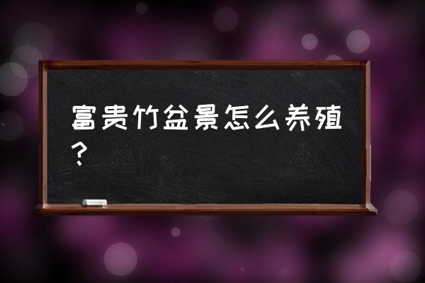 富贵竹盆栽方法 富贵竹盆景怎么养殖？