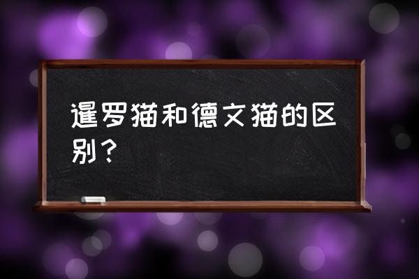 暹罗猫一年四季都掉毛吗 暹罗猫和德文猫的区别？