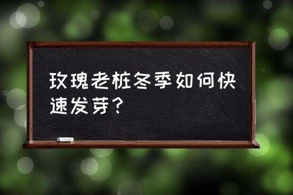 刚从网上购买的玫瑰老桩怎样催芽 玫瑰老桩冬季如何快速发芽？