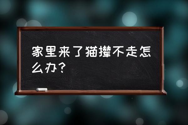 狗狗呼叫喵星怎么进不去 家里来了猫撵不走怎么办？